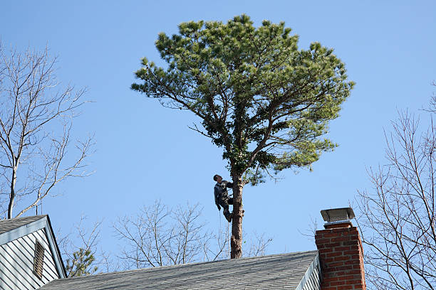 Best Utility Line Clearance  in Greenfields, PA